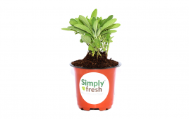 Simply Fresh Sage-PP   Box  1 pcs